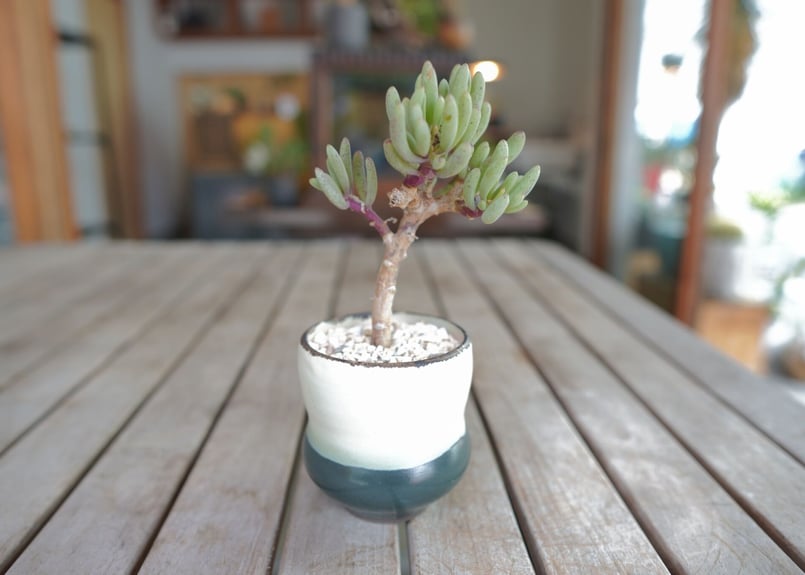 オトンナ クラビフォリア Othonna clavifolia | mana's farm: