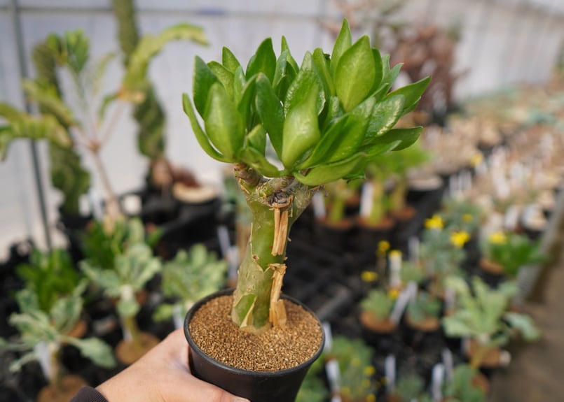 極太　チレコドン　パニクラーツス　阿房宮　塊根植物 約30cm 極太 チレコドン パニクラーツス 阿房宮 塊根植物 約30cm 極太