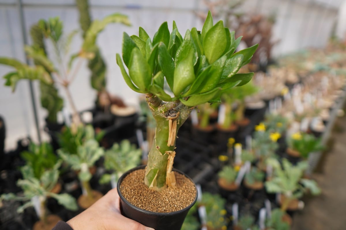 多肉植物 チレコドン パニクラツス 阿房宮 冬型塊茎種 超！超