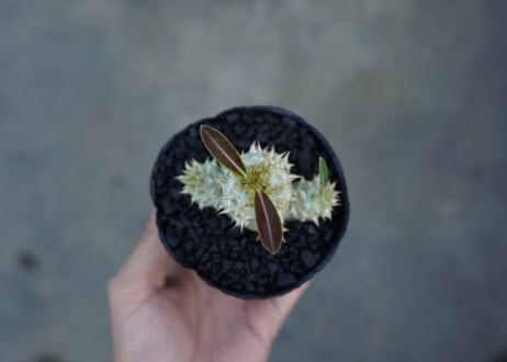 パキポディウム　デンシフローラム Pachypodium densiflorum   No.3