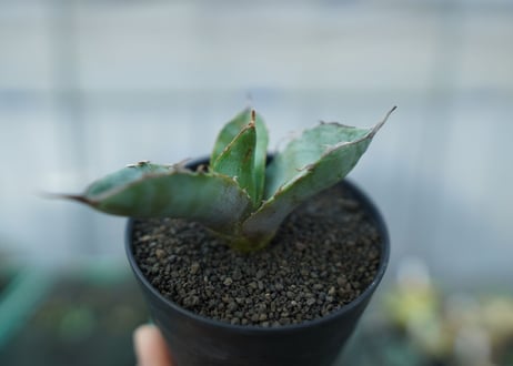 アガベ　チタノタ　ホワイトアイス 　agave titanota whiteice