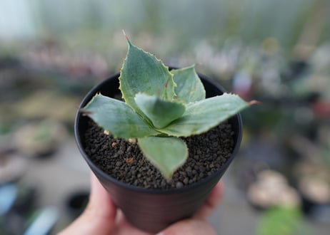 アガベ　ポタトラム　トレードウィンズ　Agave potatorum Tradewinds　No.1