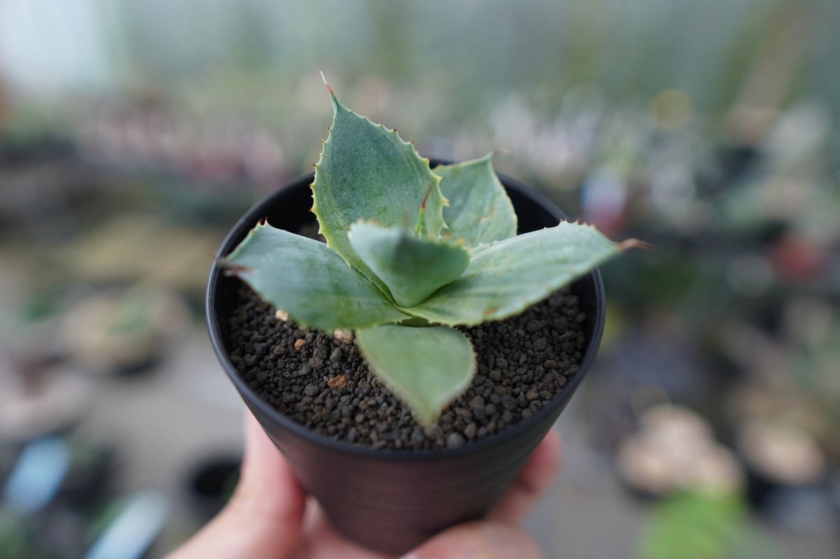 アガベ potatorum x eborispina 発根済鉢ごと発送 【公式通販】