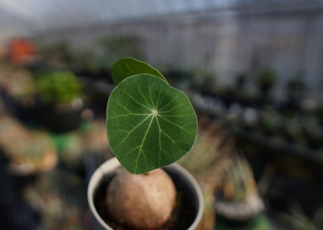 ステファニア　エレクタ　Stephania erecta　NO.2