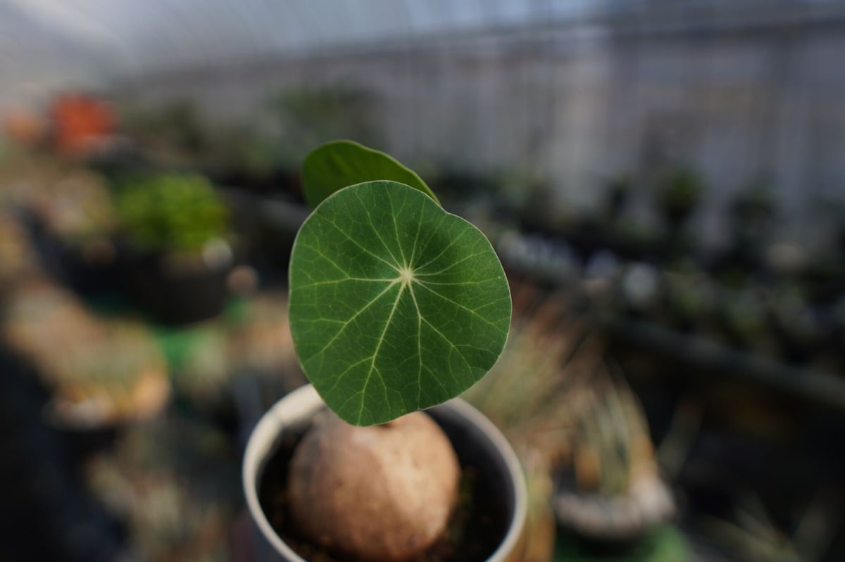 ステファニア ステファニア エレクタ Stephania erecta NO.2 | mana's farm