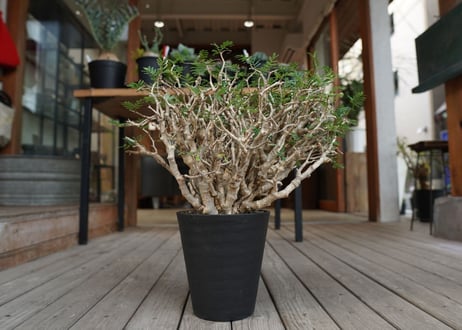 センナ　メリディオナリス　Senna meridionalis　No.3