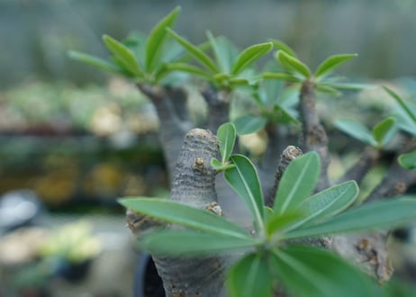 パキポディウム マカイエンセ　Pachypodium makayense　No.1