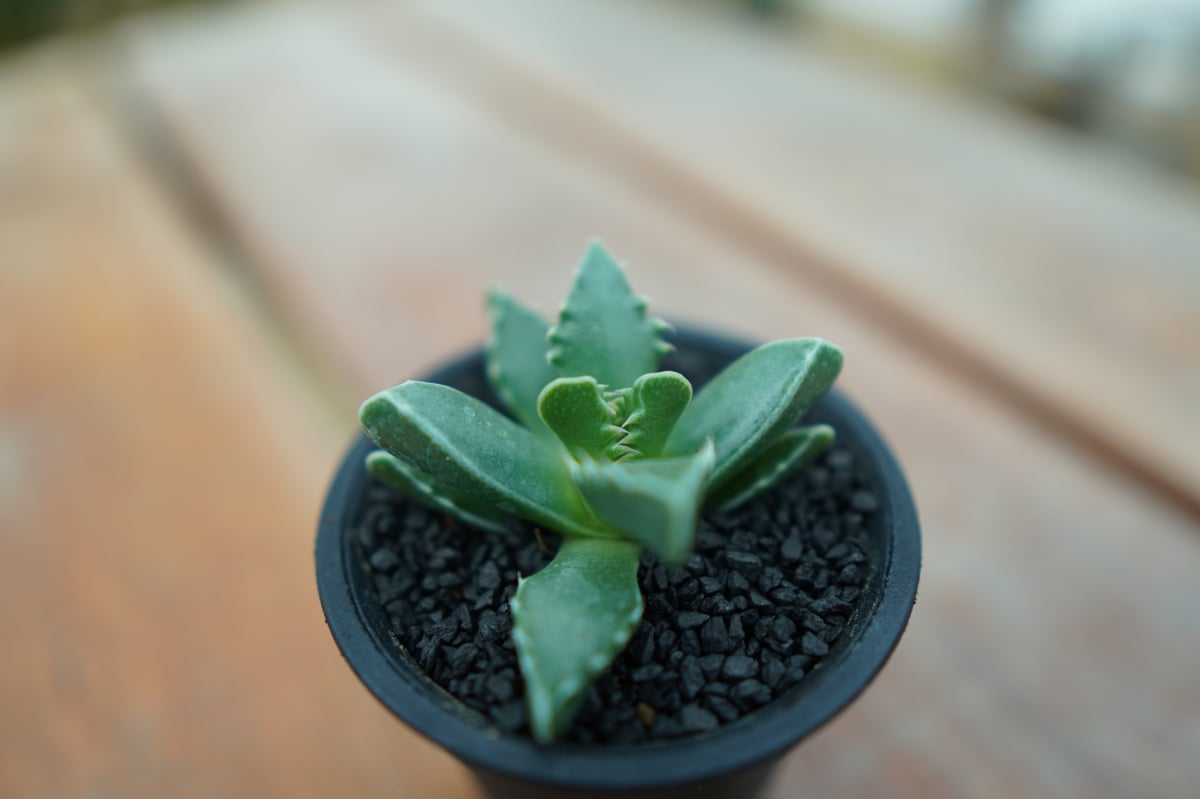 レア✨フォーカリア 鯨皮 抜き苗 レア✨フォーカリア 鯨皮 抜き苗