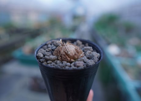 亀甲竜　Dioscorea elephantipes　No.10