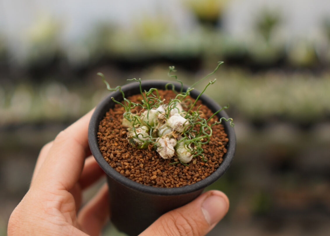 【9月中旬〜発送】オーニソガラム・トルツオスム 大玉球根2球 fit=scale-down,w=1200