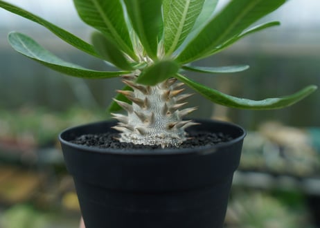 パキポディウム　恵比寿大黒　Pachypodium Densicaule　No.9
