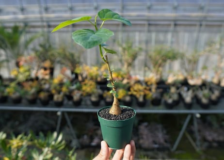 フィカス パルメリー Ficus palmeri