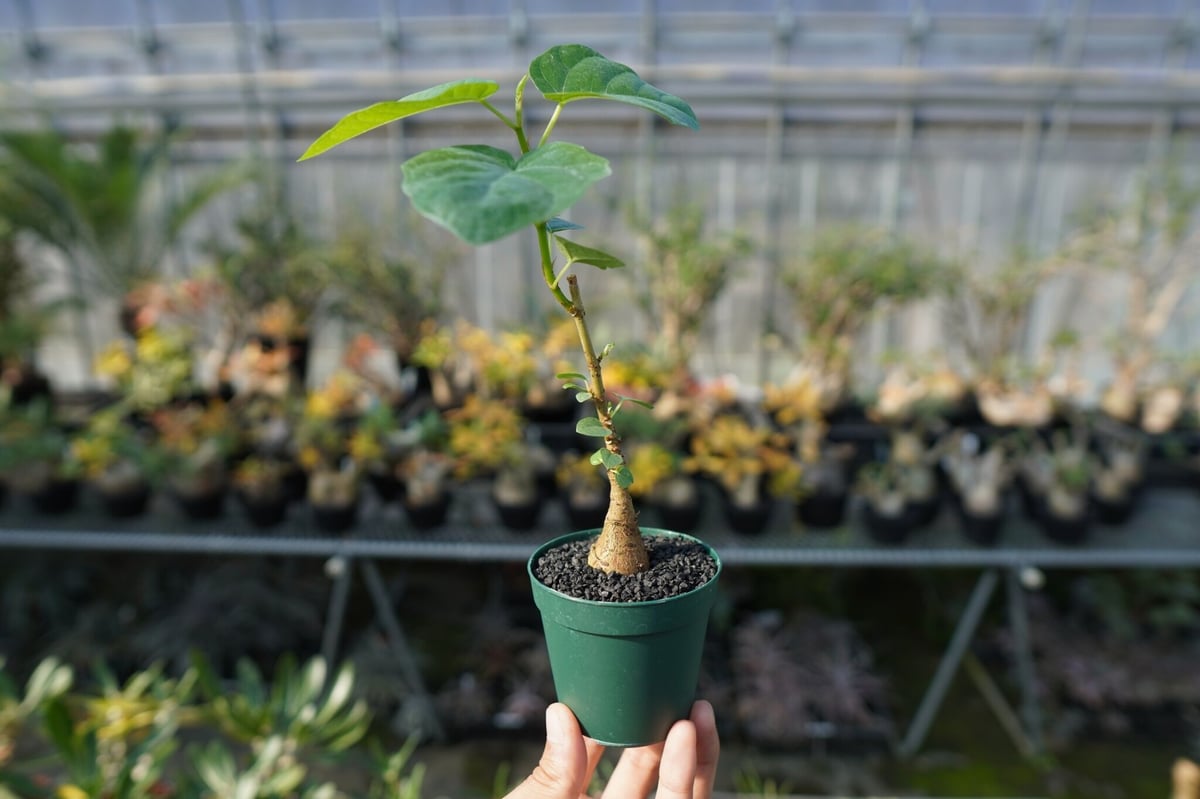 フィカス パルメリー Ficus palmeri | mana's farm:塊根植物・アガベ