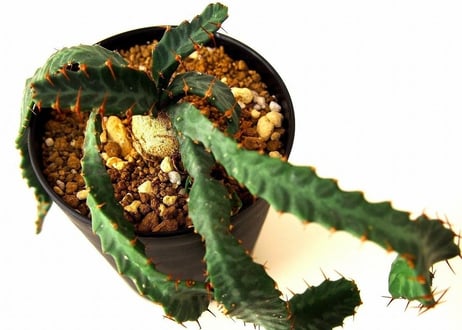 ユーフォルビア ステラータ 飛竜  Euphorbia stellata 10 未発根