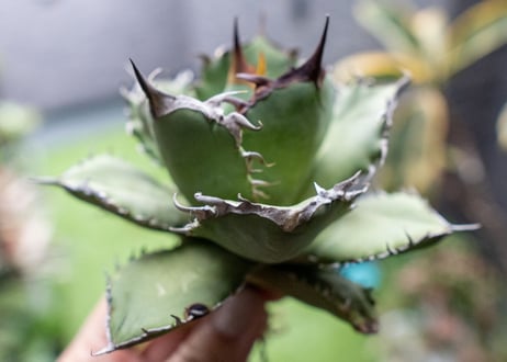Agave titanota FO-76 A NO.2