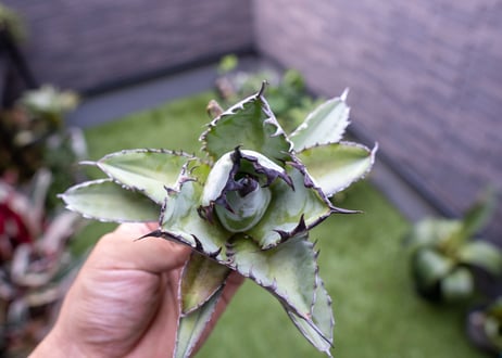 Agave B&B C NO.1