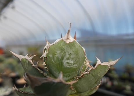 agave titanota chocolate kiss