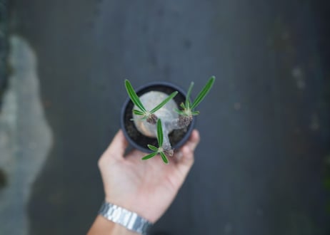 【発根管理中】パキポディウム　グラキリス　 Pachypodium Gracilius  No.3