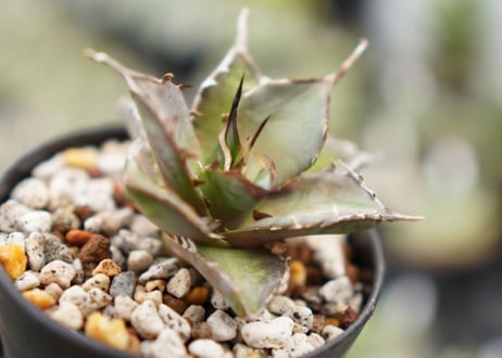 Agave titanota hades No.1