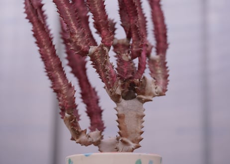 ユーフォルビア　紅葉彩雲閣　Euphorbia trigona f. rubra