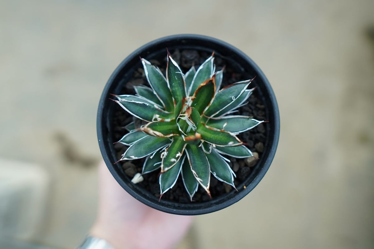 アガベ フィリフェラ シディゲラ agave filifera ssp. schidigera