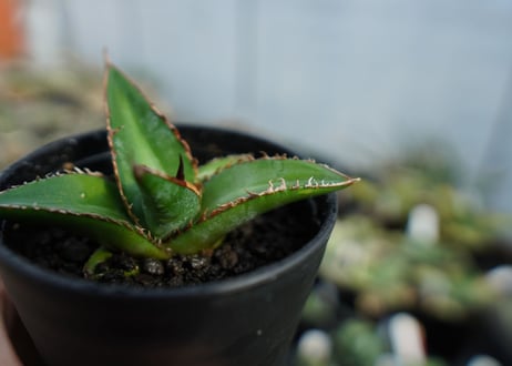 アガベ　オテロイ　agave oteroi　No.2