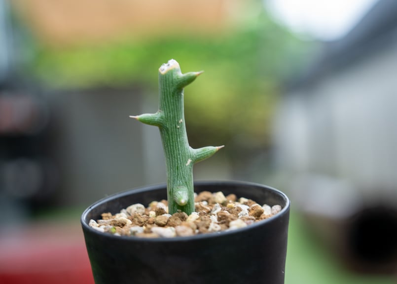 アデニア グロボーサ 超特大 枝数多め アデニア グロボーサ | mana's