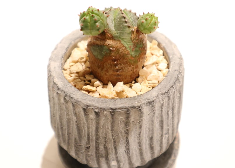 オベサ ブロウ | mana's farm:塊根植物・アガベ・ドライガーデン植物