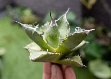 Agave Sowing seeds A NO.5