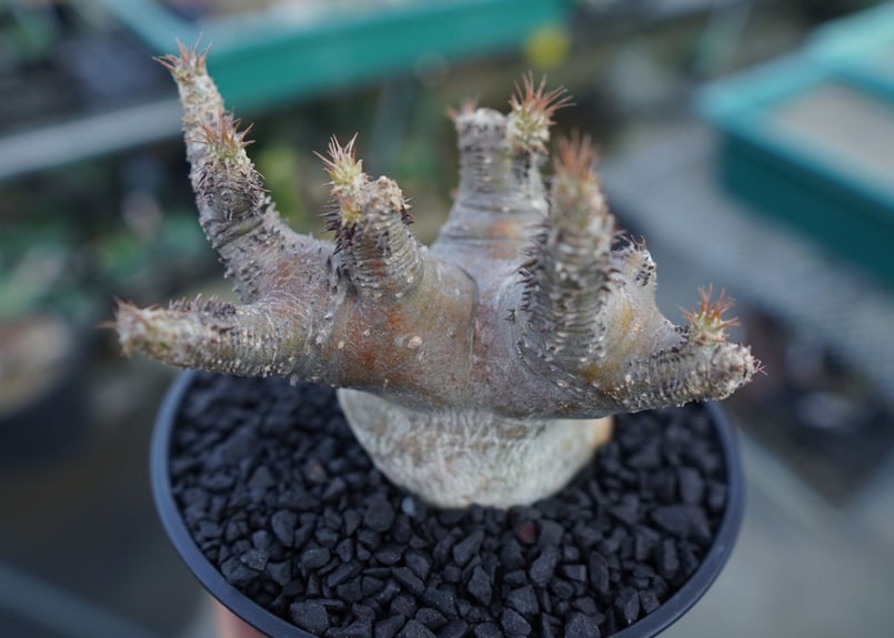 パキポディウム マカイエンセ Pachypodium makayense No.1 | man