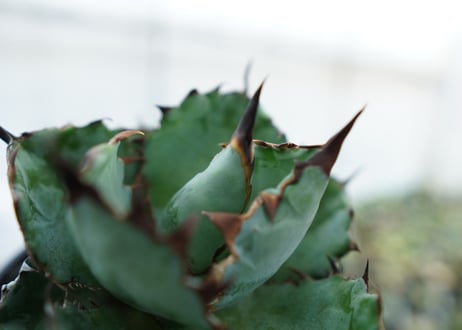 アガベ　チタノタ　 ブラックアンドブルー 　Agave titanota black and blue　NO.4