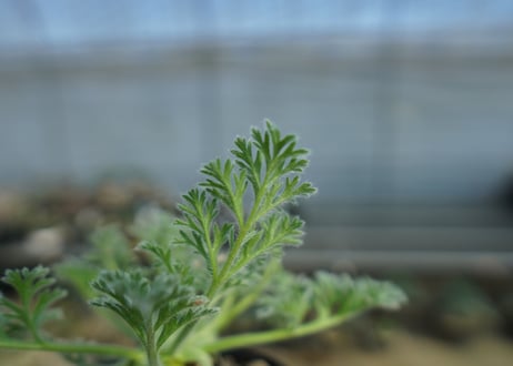 ペラルゴニウム　アッペンディクラツム　Pelargonium appendiculatum　C15
