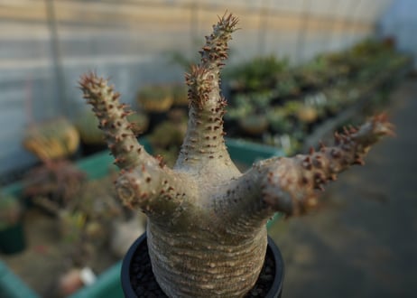 パキポディウム マカイエンセ　Pachypodium makayense　No.7