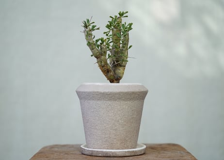 Sarcocaulon patersonii
