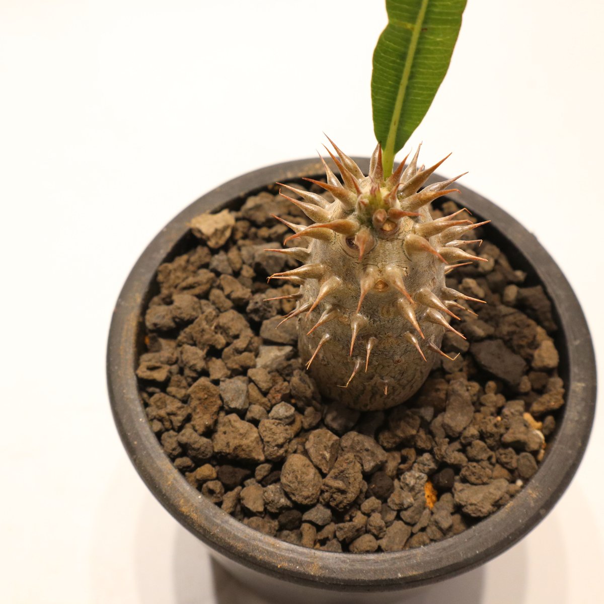 パキポディウム マカイエンセ 実生 | mana's farm:塊根植物・アガベ