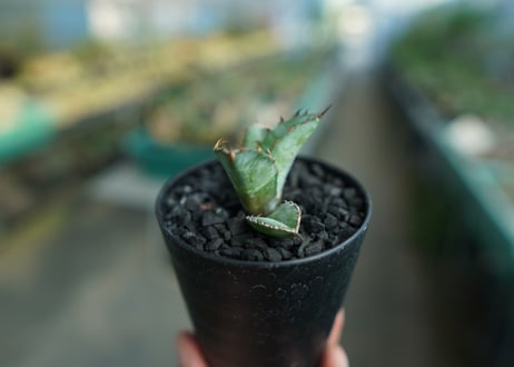 アガベ　チタノタ　 ブラックアンドブルー 　Agave titanota black and blue　No.3