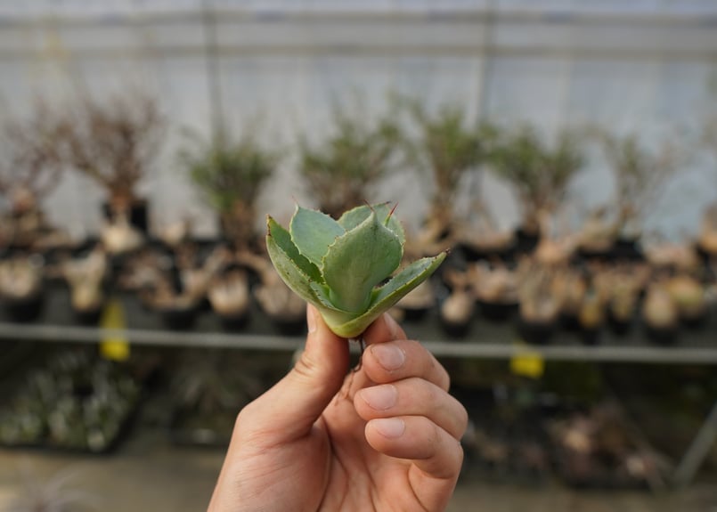 アガベ ポタトラム トレードウィンズ Agave potatorum Tradewinds N