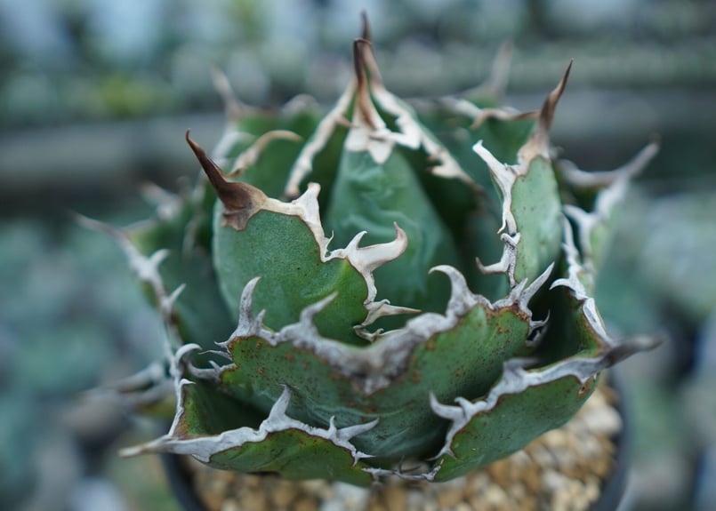 アガベ チタノタ 白鯨 Agave titanota White whale NO.1 | m