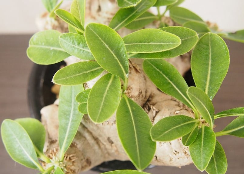 パキポディウム 恵比寿笑い Pachypodium brevicaule | mana's