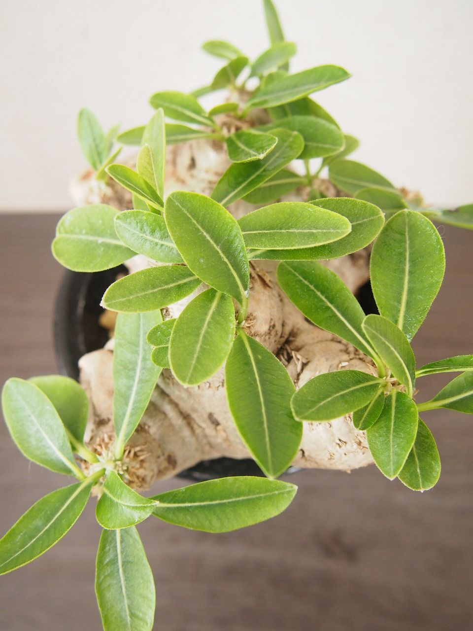 パキポディウム 恵比寿笑い Pachypodium brevicaule ⑧ Pachypodium brevicaule パキポディウム ブレビカウレ 恵比寿