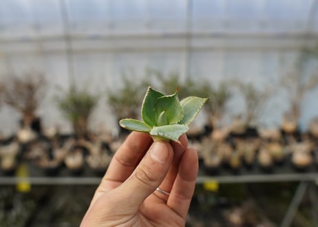 アガベ　ポタトラム　トレードウィンズ　Agave potatorum Tradewinds No.3