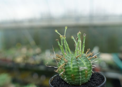 ユーフォルビア　バリダ　Euphorbia valida　No.2