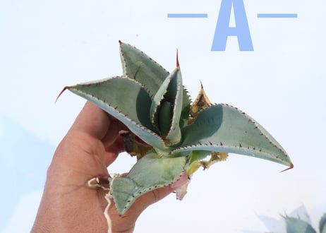 Agave pygmaea 'Dragon Toes'  M