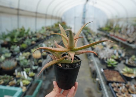 アロエ　SP　Aloe SP