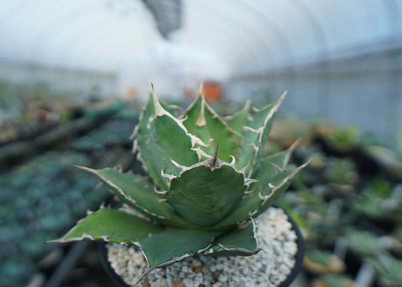 Agave oteroi FO-76 チタノタ ノーネーム アガベ チタノタ ノーネーム