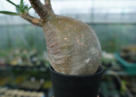パキポディウム　グラキリス　Pachypodium gracilius　No.3