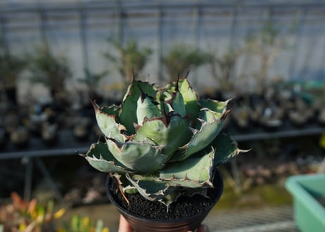 アガベ　チタノタ　 ブラックアンドブルー 　Agave titanota black and blue  No.1