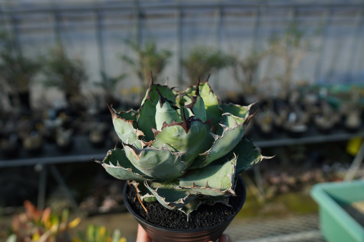 fit=scale-down,w=1200