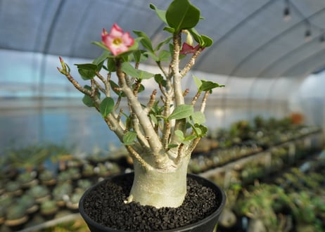 アデニウム　Adenium　No.1