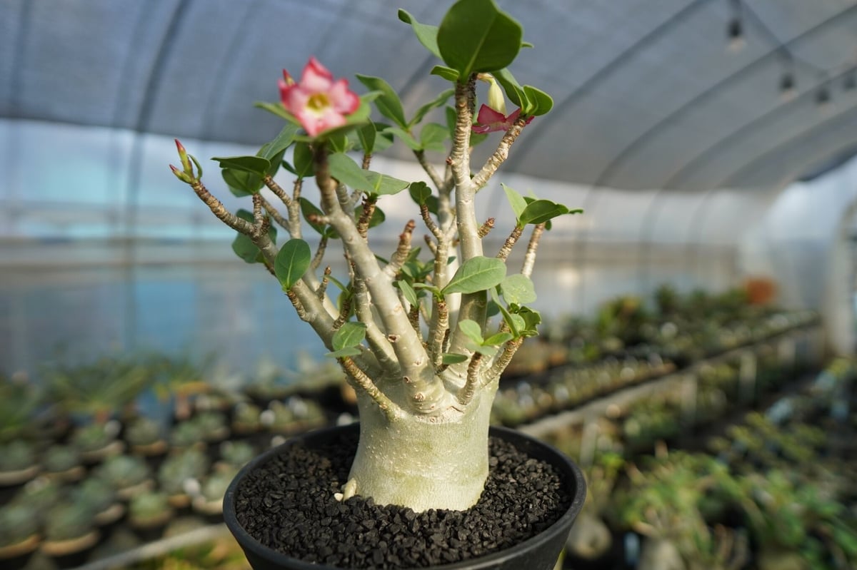 アデニウム Adenium No.1 | mana's farm:塊根植物・アガベ・ドライガー